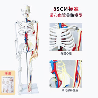 包郵!人體全身骨骼模型骷髏骨架帶神經血管心臟可拆卸模擬小白醫用正骨人體模型 教學 模型 穴位 關節骨架 模具