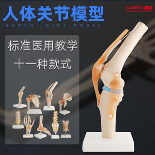 包郵!人體膝關節功能模型醫用 骨骼骨架模型 膝蓋骨髕骨 骨骼教學教具人體模型 教學 模型 穴位 關節骨架 模具