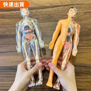 高CP LYNDONB科學認知益智玩具,透明塑膠3d人體軀幹模型,蒙臺梭利教育玩具DIY人體模型兒童骨架模型