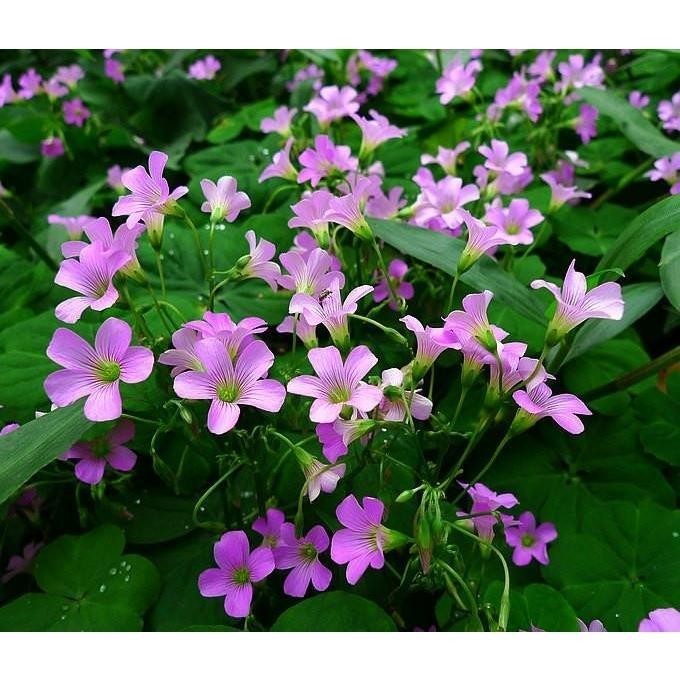 種子 【蔬菜花卉之家】紅花酢漿草種子 白三葉草種子 紅三葉草種子 草坪種子 牧草花卉籽/種籽蔬菜
