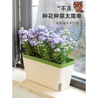 🍋lm 自吸水花盆 懶人長方形花箱 桌面陽臺種植盆 種菜專用盆 家用