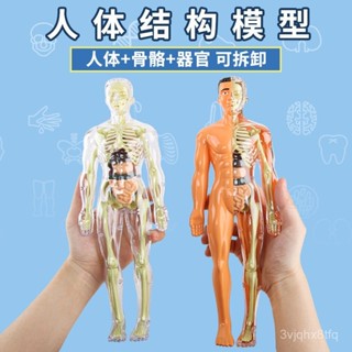 💥臺灣發出💥 【3657人好評】模擬人體模型可拆卸拚裝結構骨骼器官3d骨架內臟科敎醫學兒童玩具