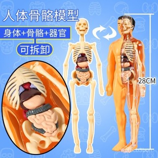 🔥臺灣24h🔥【96%好評率】人體器官玩具人體骨架模型模擬醫學拚裝軀幹結構內臟科敎類玩具 人體器官模型 骨骼模型