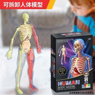 🔥免運🔥臺灣24H📣人體骨骼器官解剖模型兒童拼裝認知玩具關節活動肌肉模擬醫學教具