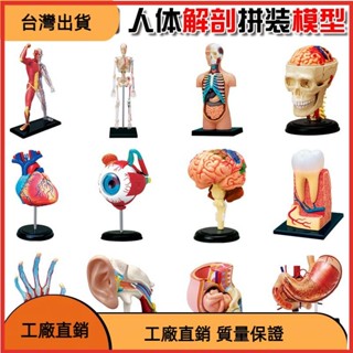 &臺灣發貨&4D MASTER 益智拼裝玩具 人體各器官拼裝模型 內臟心臟頭骨眼球耳道大腦手肌
