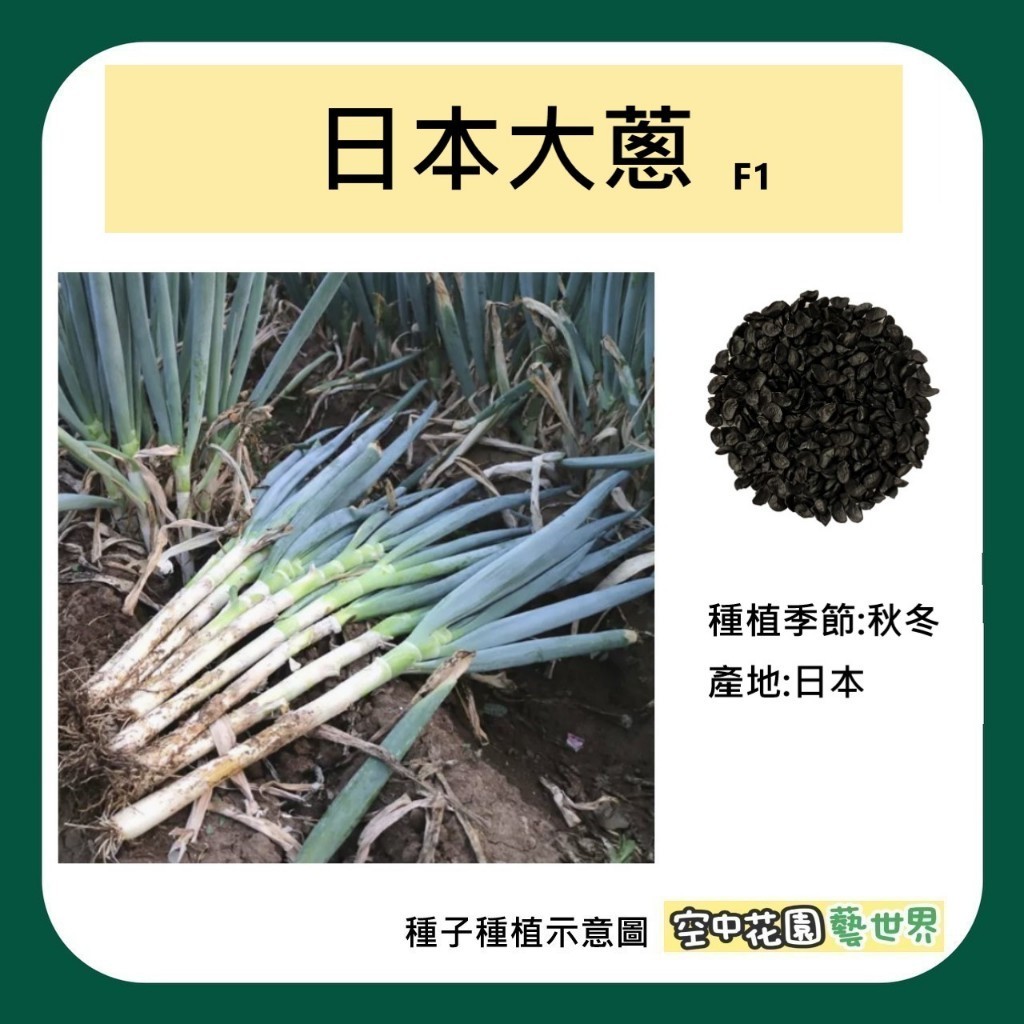 【台灣出貨 電子發票】日本大蔥 種子 0.5g(約200粒) 大蔥 長蔥 長壽蔥 種菜 菜籽 空中花園藝世界