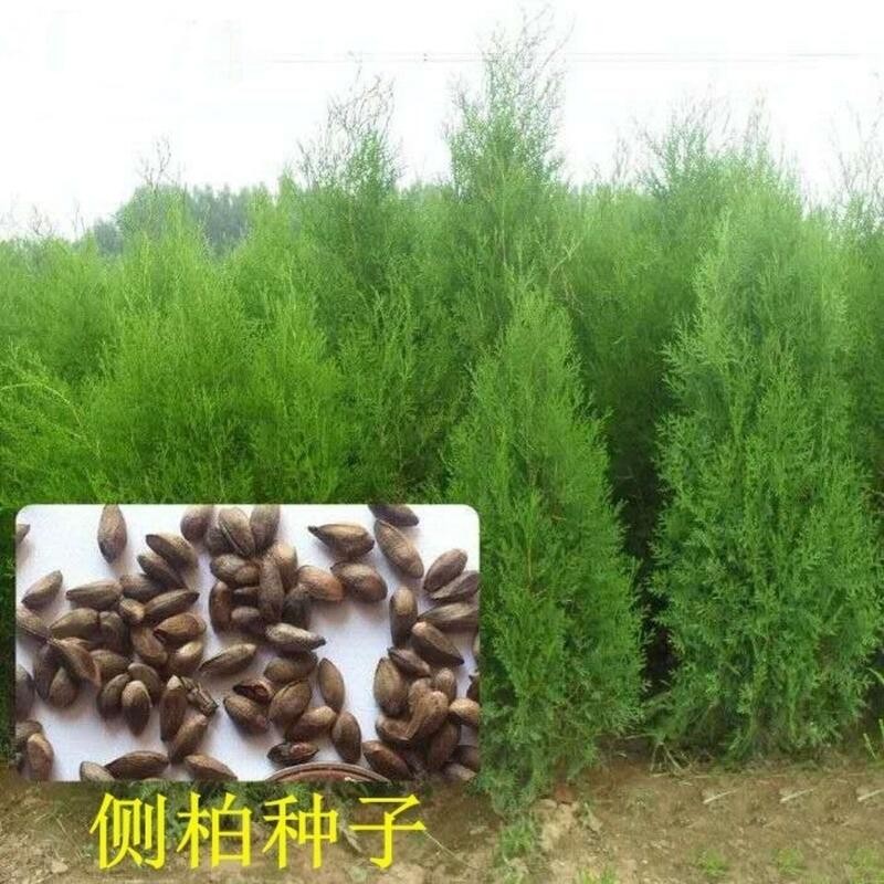 種子 新采側柏種子 柏樹種子 灑金柏檜柏塔柏圓柏刺柏黃柏扁柏樹種子籽/種籽蔬菜
