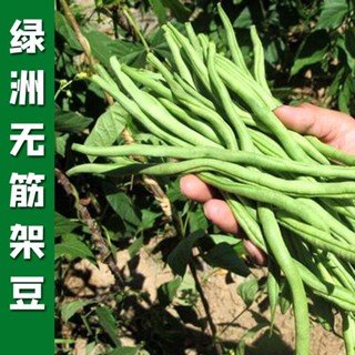 種子 綠洲無筋架豆王種籽種子高產豆種四季豆壽光豆角蕓豆早熟扁豆蔬菜/種籽蔬菜