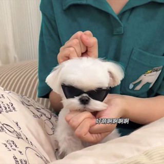 【好物熱賣】馬爾濟斯修勾同款墨鏡可愛耍酷狗狗三角墨鏡貓狗擺拍道具寵物配飾小動物造型眼鏡防風沙狗狗墨鏡