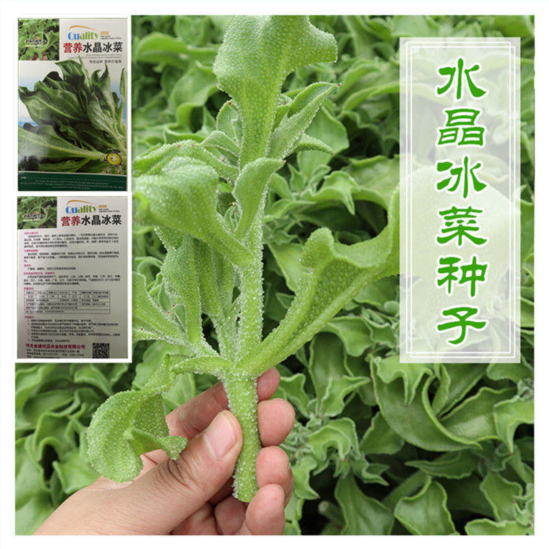 種子 冰菜種子四季播種冰草農家蔬菜種子水晶冰菜盆栽菜種子耐寒耐旱/種籽蔬菜
