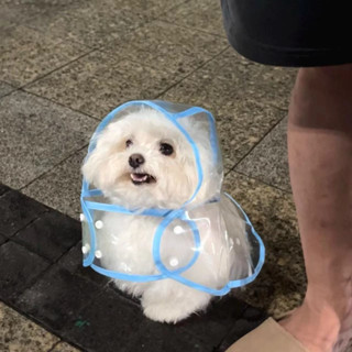 限時免運💖狗狗雨衣 小型犬 金毛 中型犬 大型 犬 透明塑膠 時尚雨披 雨衣狗狗雨衣 小型犬 金毛 中型犬 大型 犬