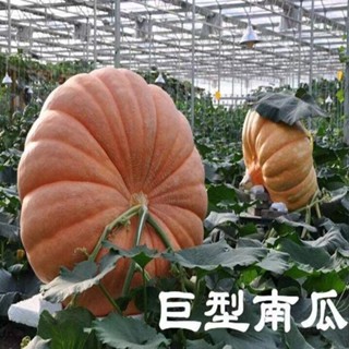 【明日花坊】高產巨型大南瓜種子超級大南瓜新品種觀賞蔬菜種子大南瓜種子種植好養