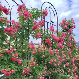 ✨免運開票 鐵綫蓮爬藤架 薔薇月季種植花園柵欄戶外花架支撐桿鐵藝植物攀爬架花架 爬藤架 鐵藝花架 裝飾支架 組閤爬藤支架