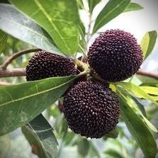 黑炭楊梅 靠接苗 4.5吋 水果苗 ｜健康強根 成活率高｜家庭種植/果園首選