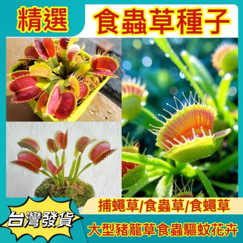 🔥蝦皮熱銷【精選食蟲草種子】捕蠅草種子 奇異植物種子 豬籠草種子 桌面辦公室 綠植好養 高發芽率驅蚊捕蟲草懶人花卉種子