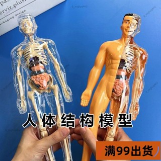 新店低價🔥[臺灣熱銷]人體器官玩具人體骨架模型模擬醫學拼裝軀幹結構內臟科教類玩具 醫生玩具 人體玩具 人體器官模型 人