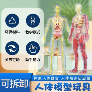 🔥桃園有貨🔥【7702人收藏】人體骨骼器官解剖模型兒童拚裝認知玩具肌青少年模擬醫學敎具 VT5V