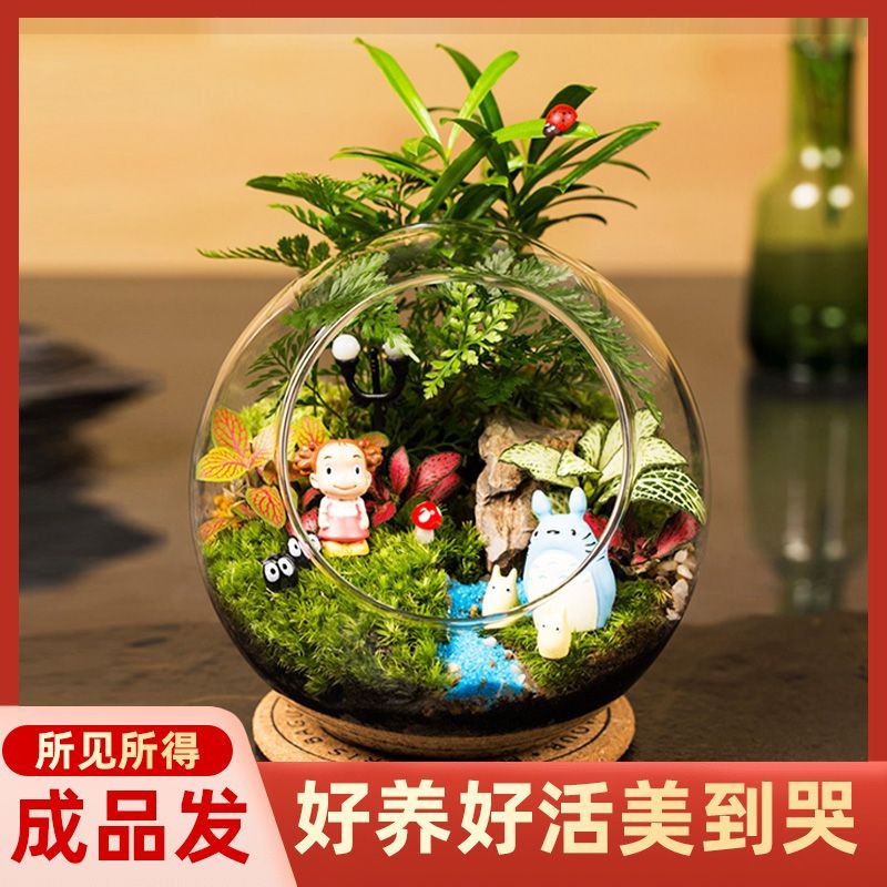 ❥壹灣出貨+發票❥微景觀生態成品苔蘚迷你植物好養特價小植物玻璃生態瓶diy材料包pd