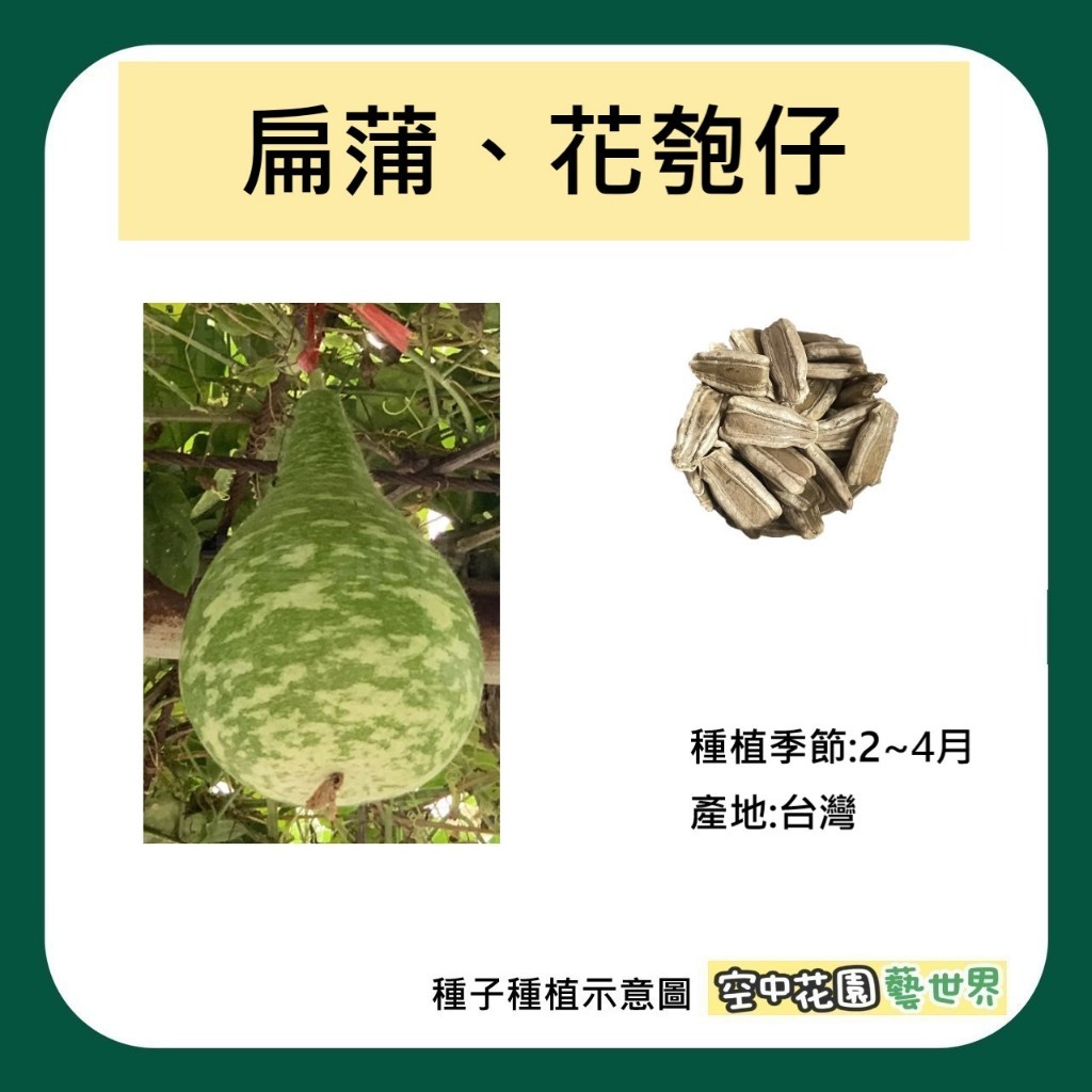 【台灣出貨 電子發票】扁蒲 花匏仔 種子 6粒 蒲仔 瓠瓜 匏瓜 葫蘆 田園 種菜 菜籽 空中花園藝世界