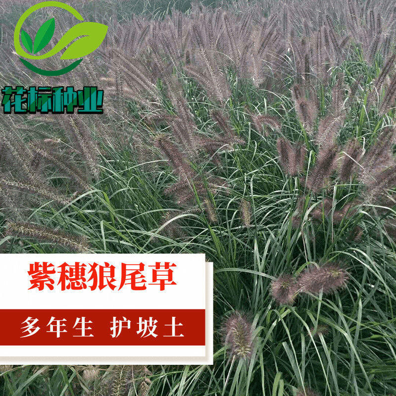 種子 紫穗狼尾草種子觀賞狼尾草種四季狗尾草種籽庭院室外護坡綠化草籽/種籽蔬菜