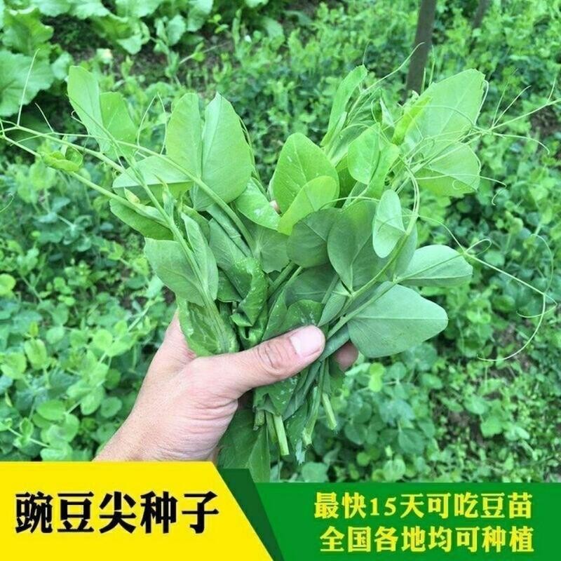 種子 四川豌豆苗種子專門吃莖葉豌豆尖種子荷蘭豆豌豆種子四季蔬菜種子/種籽蔬菜