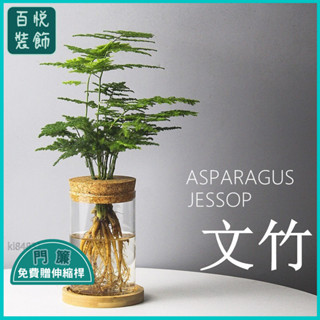 🔥桃園出貨⚜️【店鋪熱銷】水培植物文竹髮財樹辦公內桌麵綠植盆栽吉利紅玻璃瓶花卉擺件好養