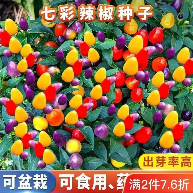 蔬菜種子💖七彩辣椒種子四季播五彩椒朝天椒種子籽陽臺盆栽高產辣椒四季種子 陽臺菜種