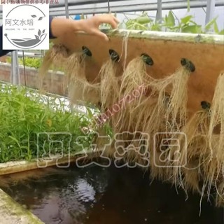 種菜盤 園藝用具 無土栽培種植水培蔬菜裝置 漂浮泡沫定植板 魚塘水面覆蓋水耕 種菜盤