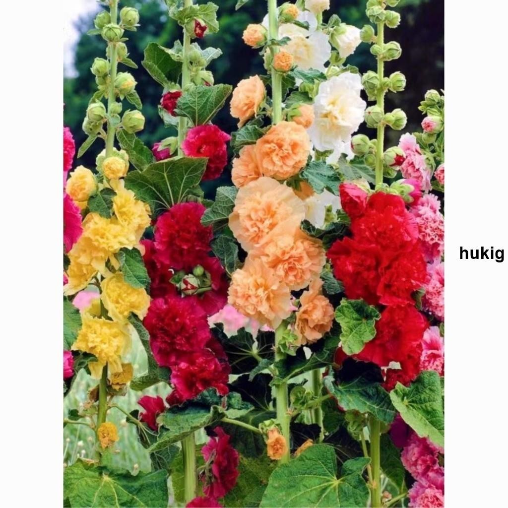 🔥重瓣 蜀葵花種籽 買60粒發100粒 蜀葵種子 四季開花卉種子 室外易活花籽 花種子 庭院花卉 四季種植