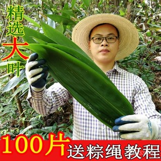 ✨桃園出貨/免運✨新鮮粽葉現摘家用正宗棕葉子純天然特大粽子葉箬竹葉粽葉批髮真空 SUVK