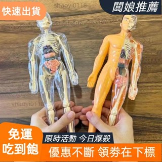 【店主推薦】LYNDONB科學認知益智玩具,透明塑膠3d人體軀幹模型,蒙臺梭利教育玩具DIY人體模型兒童骨架模型