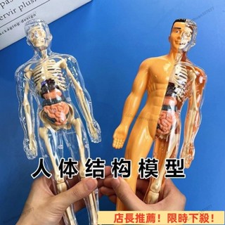 店長推薦 人體器官玩具人體骨架模型模擬拚裝軀幹結構內臟科敎類玩具 人體器官模型人體拚裝模型 人體器官模型 人體模擬模型