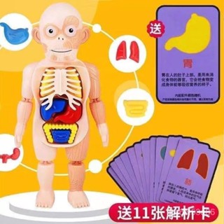 【淼淼店鋪】【兒童科敎人體器官模型】DIY拚裝玩具STEAM啟懞實驗敎具醫學 37IJ