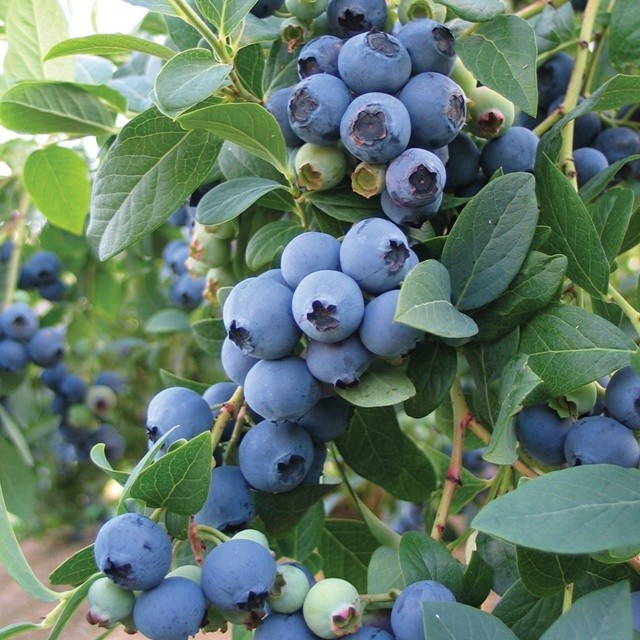 🌺花財花 🌺矮化日式盆栽【大果熱帶藍莓】 3年樹齡 8年樹苗 水果苗 黑莓 覆盆子 覆盆莓 樹莓 紅莓 蔓越莓 4年