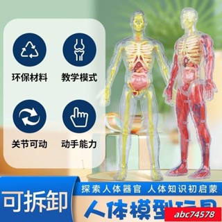 蝦皮熱賣💕人體骨骼器官解剖模型兒童拚裝認知肌青少年模擬醫學敎具 Q0IU