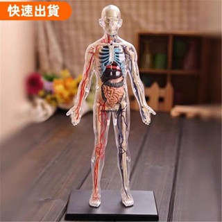 618❤模擬人體模型可拆式結構骨架 3d 骨架 3d 人體模型 3d 可拼裝 3d 智力器官醫學兒童玩具 1.466