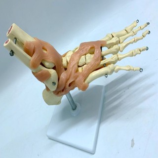 包郵!成人腳趾骨大腳關節骨骼韌帶功能模型 骨骼.人骨架 醫用教學模型人體模型 教學 模型 穴位 關節骨架 模具