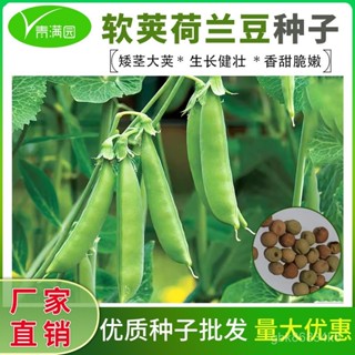 🔥荷蘭豆種籽種子豌豆苗四季甜蔬菜豌豆種籽孑籽種萊蠶豆菜籽尖碗豆 ORMQ