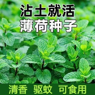 花種子✨食用薄荷種子檸檬薄荷種子驅蚊花草植物種子四季陽臺薄荷盆栽可食 陽臺花種