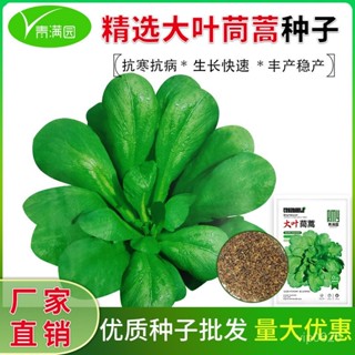 ✨大葉茼蒿種子 春季四季皇帝菜種子 耐熱秋季耐寒蔬菜種籽
