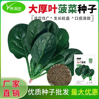 🔥大葉菠菜種子四季蔬菜秋冬籽種陽臺種籽耐熱菜種盆栽波菜約1000粒 OMP0