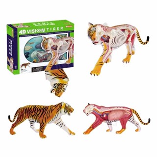 ★小寶優選4D Master模擬動物老虎模型內臟解剖拼裝模型可拆卸diy擺件教學