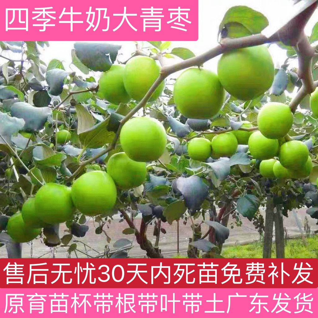 【7078人好評】臺灣大青棗樹苗蜜絲棗苗青棗苗陽臺庭院果樹苗嫁接棗子苗四季結果 BLXA