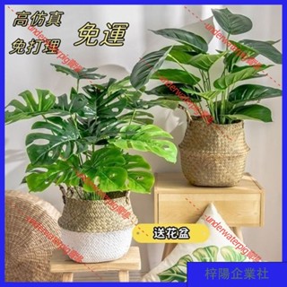 梓楊企業社🛒模擬盆栽 大型仿生 仿真植物 假天堂鳥 盆栽 旅人蕉 擺件 綠植室內 客廳花 裝飾龜背 模擬裝飾