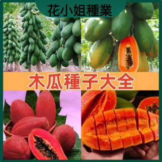 🔥【花小姐】【木瓜種子】 臺灣番紫玲木瓜紅冠木瓜種子矮化皺皮木瓜種子四季 盆栽發芽率100%新手易種植多年生四季常青