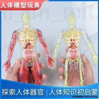 🔥免運🔥臺灣24H📣人體全身器官人體骨架模擬醫學拼裝軀幹結構內臟科教類玩具模型