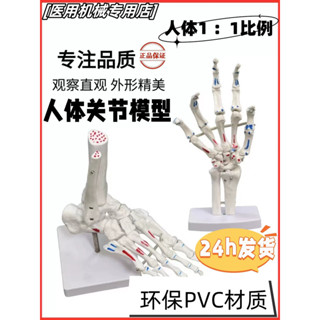 包郵!通用人體醫用手關節腳關節解剖功能模型骨骼結構1:1肌肉起止點人體模型 教學 模型 穴位 關節骨架 模具