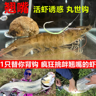 臺灣出貨 掛活蝦背鉤彈簧卡子神器輔助皮筋卡扣路亞海釣鱸魚筏釣磯釣翹嘴鉤