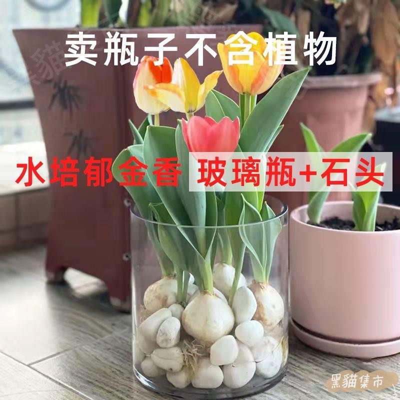黑貓集市 花盆 插花 綠蘿 水培【鬱金香花瓶】種球水耕玻璃花盆鬱金香花瓶水養植物透明玻璃瓶插花綠蘿盆方圓形