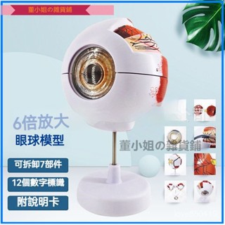 可開發票眼球模型 眼睛模型 白內障眼睛模型 眼球模型 眼科敎學模型 眼科解剖模型 模型